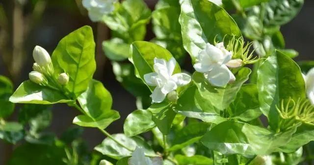 有所不知的茉莉花，当30天“造花期”之后赶紧采摘别手软