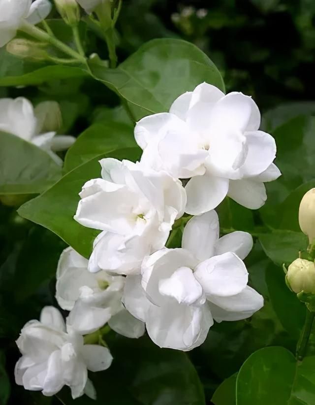 有所不知的茉莉花，当30天“造花期”之后赶紧采摘别手软