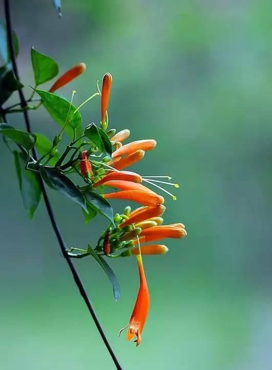 100种花草，春夏秋冬帮你打造满院繁花