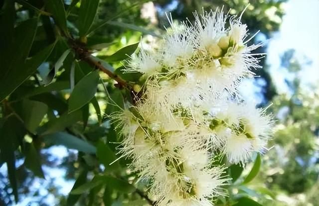 100种花草，春夏秋冬帮你打造满院繁花