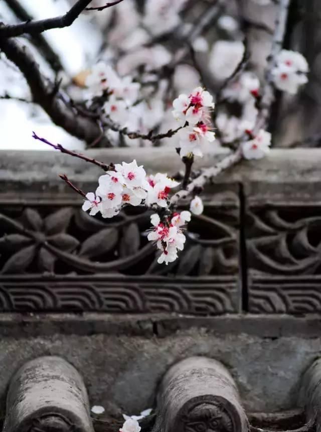 100种花草，春夏秋冬帮你打造满院繁花