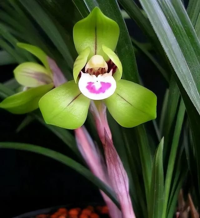 100种花草，春夏秋冬帮你打造满院繁花