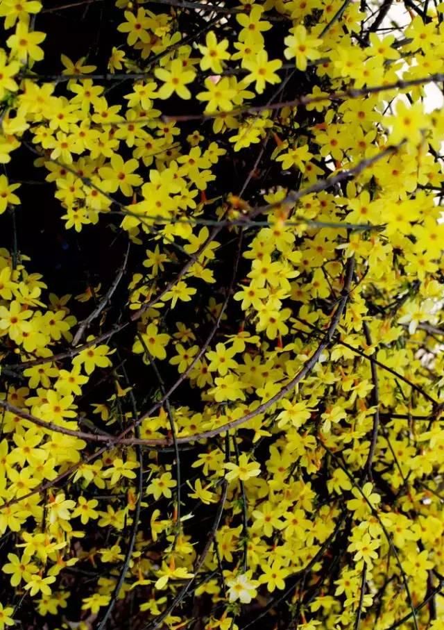 100种花草，春夏秋冬帮你打造满院繁花