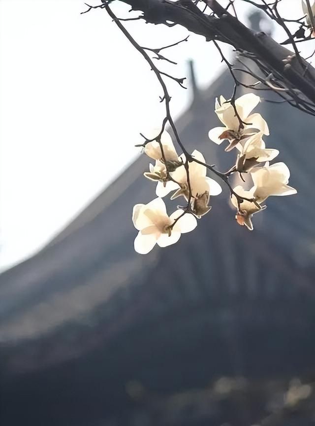 100种花草，春夏秋冬帮你打造满院繁花