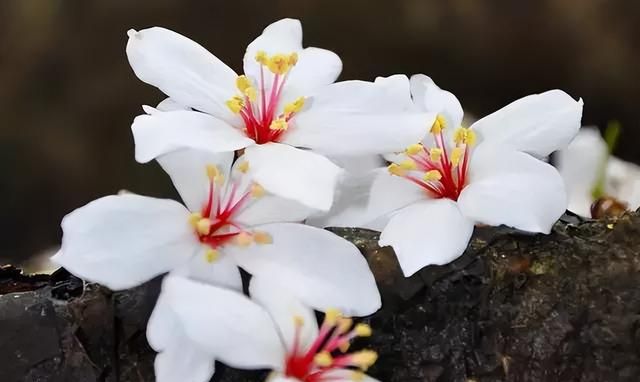 100种花草，春夏秋冬帮你打造满院繁花