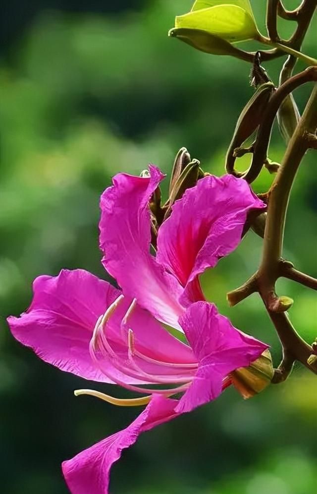 100种花草，春夏秋冬帮你打造满院繁花