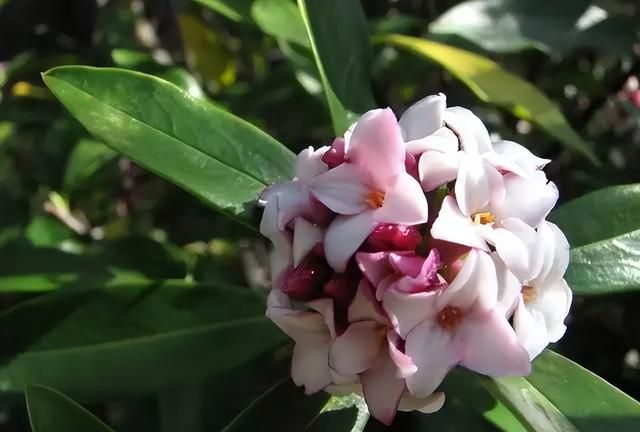 100种花草，春夏秋冬帮你打造满院繁花