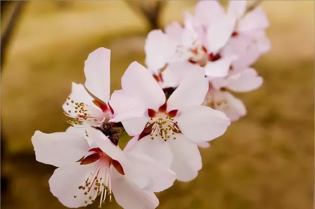 100种花草，春夏秋冬帮你打造满院繁花