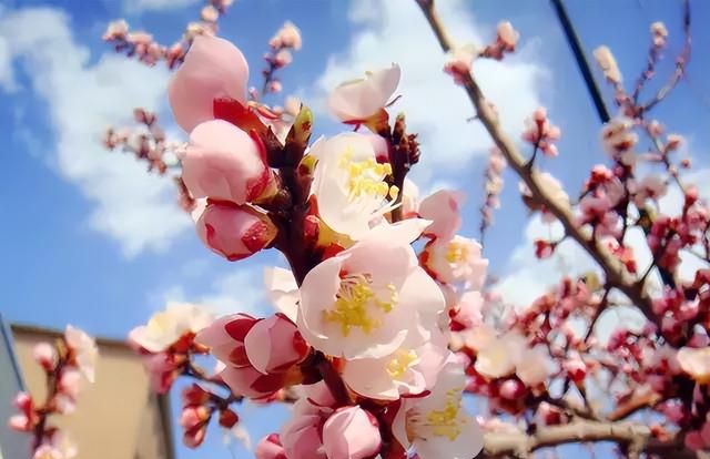 100种花草，春夏秋冬帮你打造满院繁花