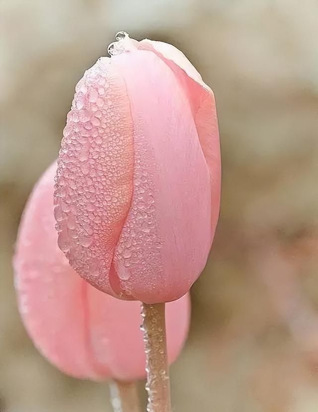 100种花草，春夏秋冬帮你打造满院繁花