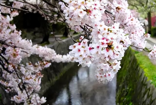 100种花草，春夏秋冬帮你打造满院繁花