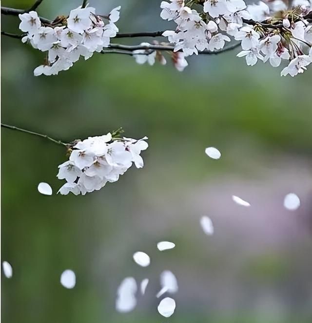 100种花草，春夏秋冬帮你打造满院繁花