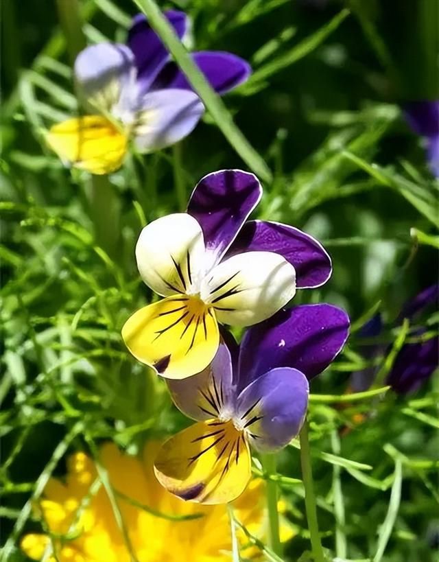 100种花草，春夏秋冬帮你打造满院繁花