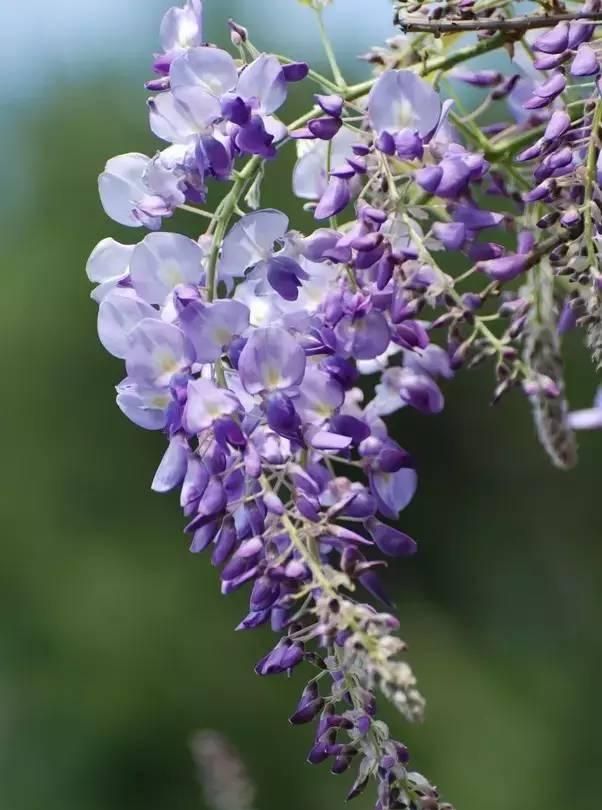 100种花草，春夏秋冬帮你打造满院繁花