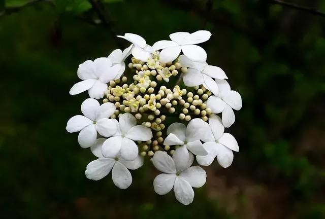 100种花草，春夏秋冬帮你打造满院繁花