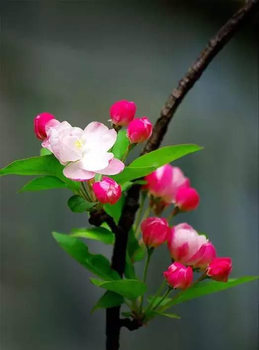 100种花草，春夏秋冬帮你打造满院繁花