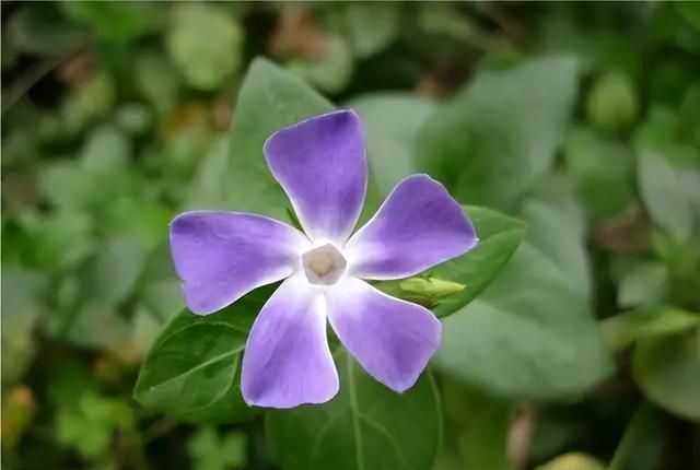 100种花草，春夏秋冬帮你打造满院繁花