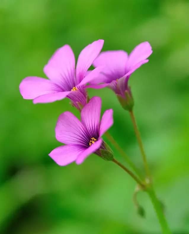 100种花草，春夏秋冬帮你打造满院繁花