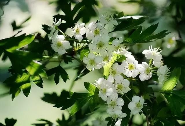 100种花草，春夏秋冬帮你打造满院繁花