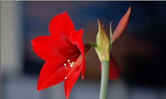 100种花草，春夏秋冬帮你打造满院繁花