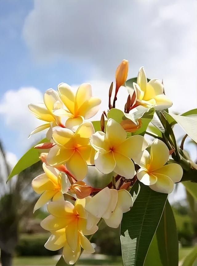 100种花草，春夏秋冬帮你打造满院繁花