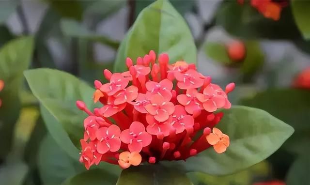 100种花草，春夏秋冬帮你打造满院繁花