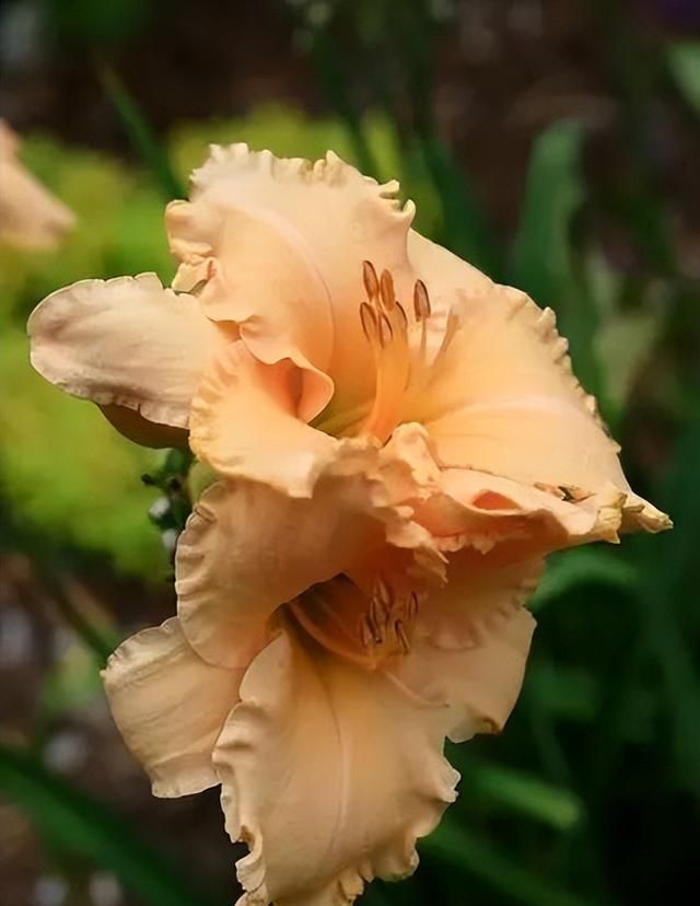 100种花草，春夏秋冬帮你打造满院繁花