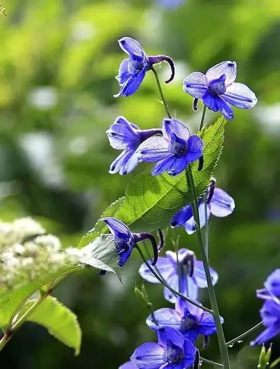 100种花草，春夏秋冬帮你打造满院繁花