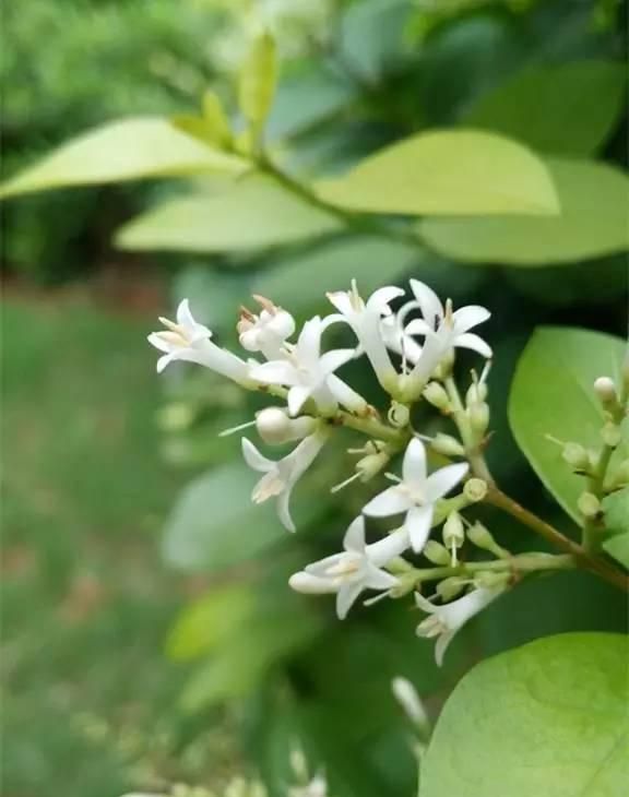 100种花草，春夏秋冬帮你打造满院繁花