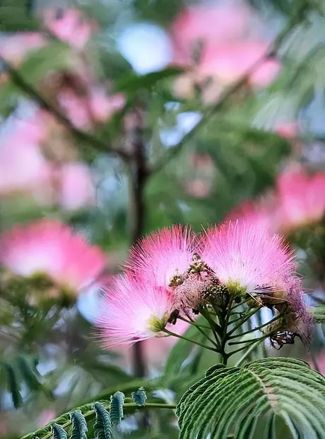 100种花草，春夏秋冬帮你打造满院繁花