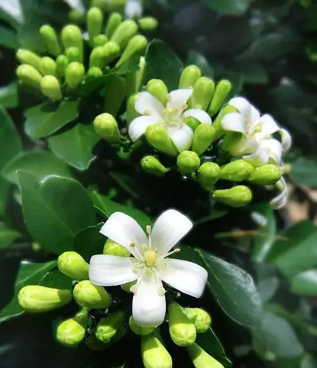 100种花草，春夏秋冬帮你打造满院繁花