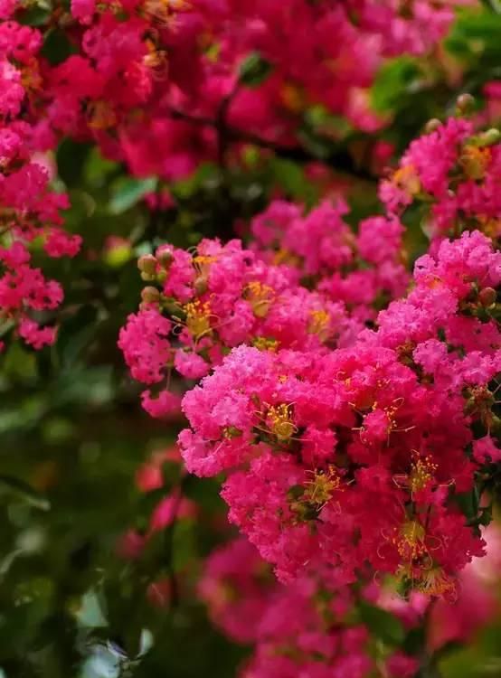 100种花草，春夏秋冬帮你打造满院繁花