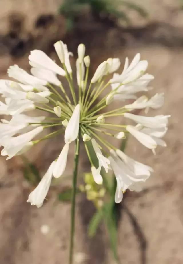 100种花草，春夏秋冬帮你打造满院繁花