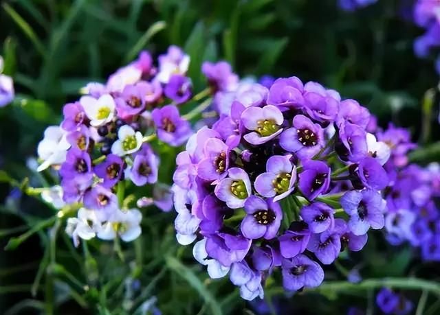 100种花草，春夏秋冬帮你打造满院繁花