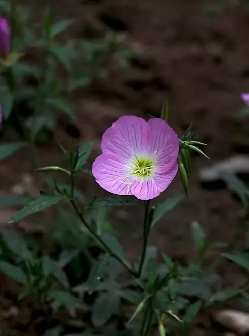 100种花草，春夏秋冬帮你打造满院繁花