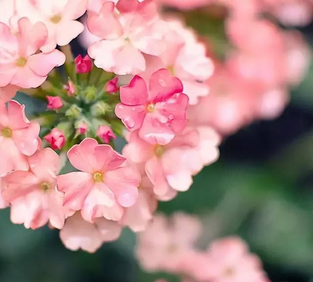 100种花草，春夏秋冬帮你打造满院繁花