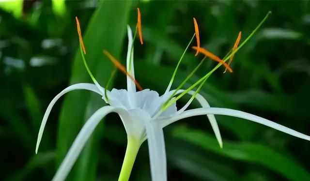 100种花草，春夏秋冬帮你打造满院繁花