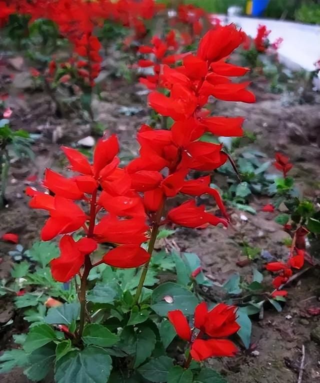 100种花草，春夏秋冬帮你打造满院繁花