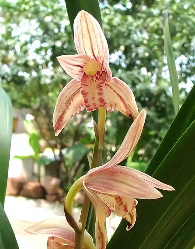 100种花草，春夏秋冬帮你打造满院繁花