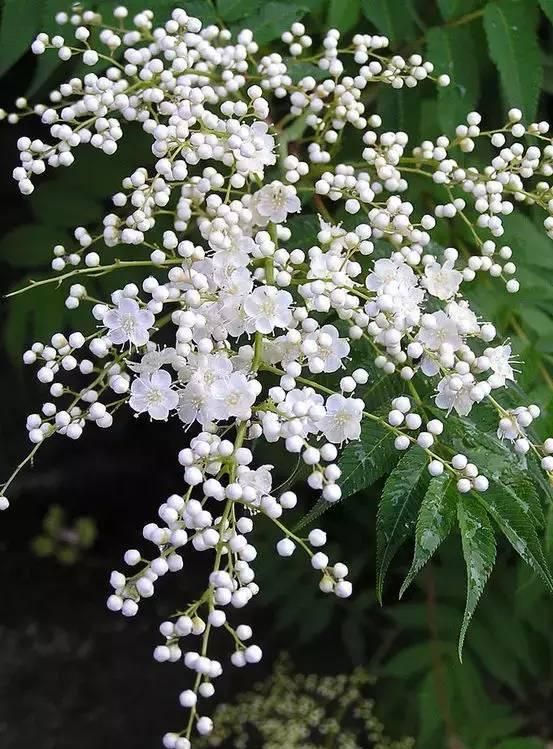 100种花草，春夏秋冬帮你打造满院繁花