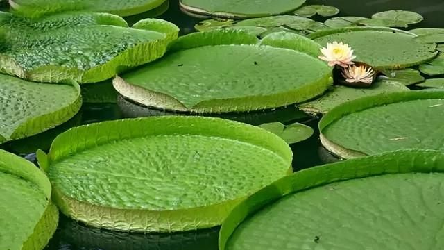 100种花草，春夏秋冬帮你打造满院繁花