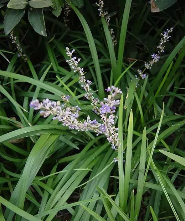 100种花草，春夏秋冬帮你打造满院繁花