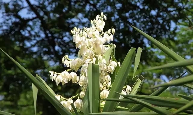 100种花草，春夏秋冬帮你打造满院繁花