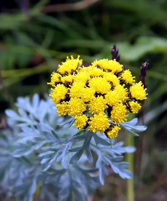 100种花草，春夏秋冬帮你打造满院繁花