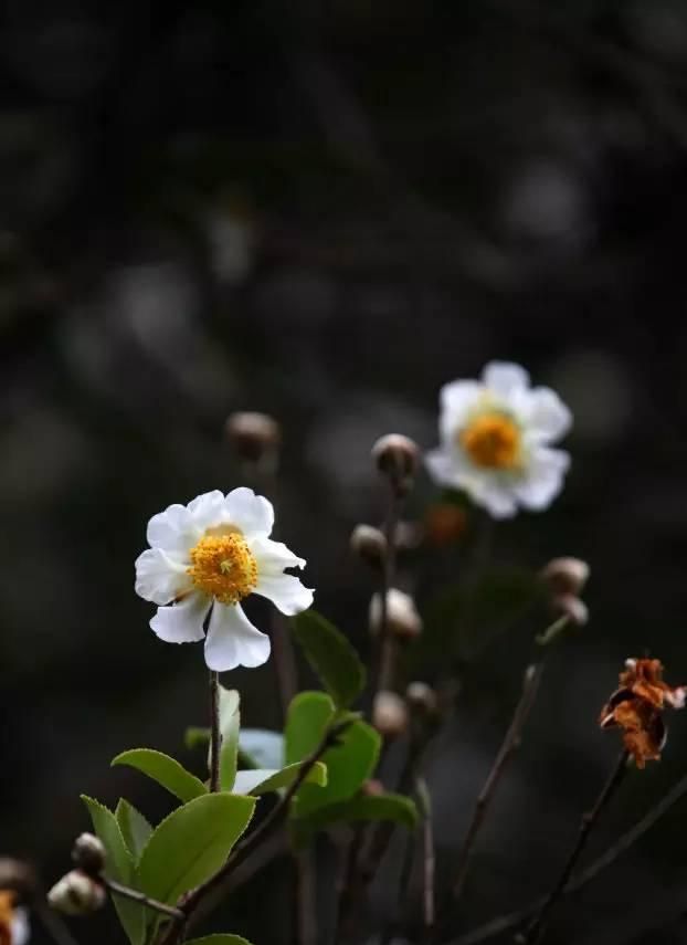 100种花草，春夏秋冬帮你打造满院繁花