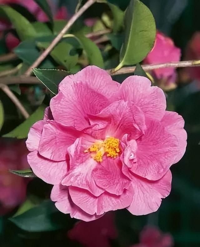 100种花草，春夏秋冬帮你打造满院繁花