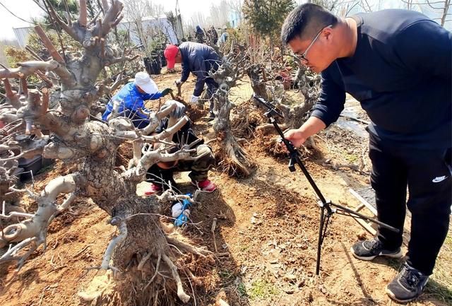 郯城一棵30多年的海棠“老树桩”上直播以万元高价成交