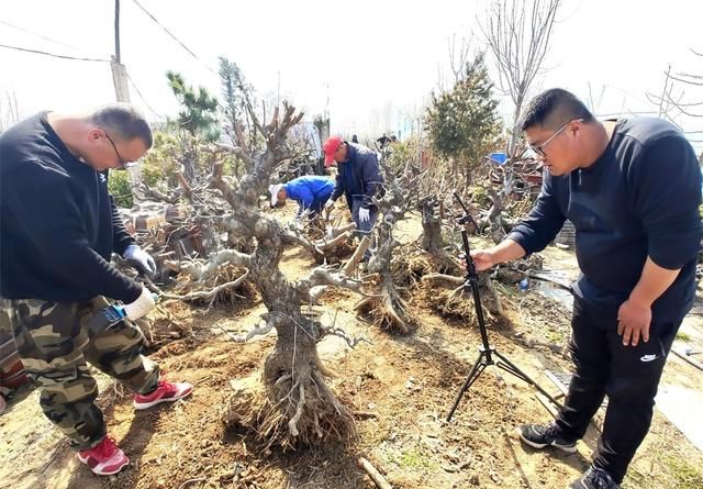 郯城一棵30多年的海棠“老树桩”上直播以万元高价成交