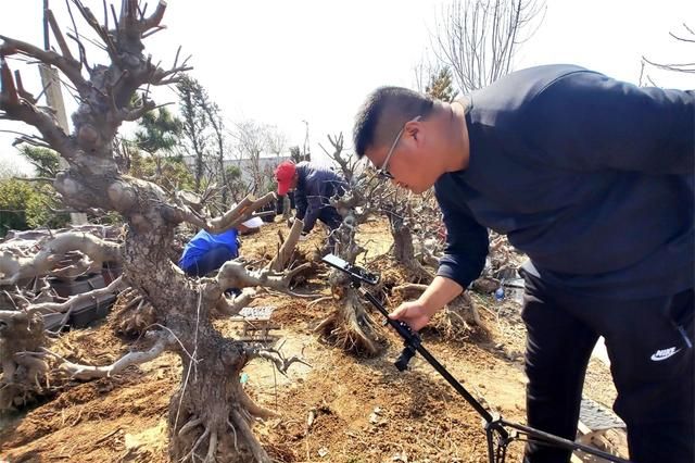 郯城一棵30多年的海棠“老树桩”上直播以万元高价成交