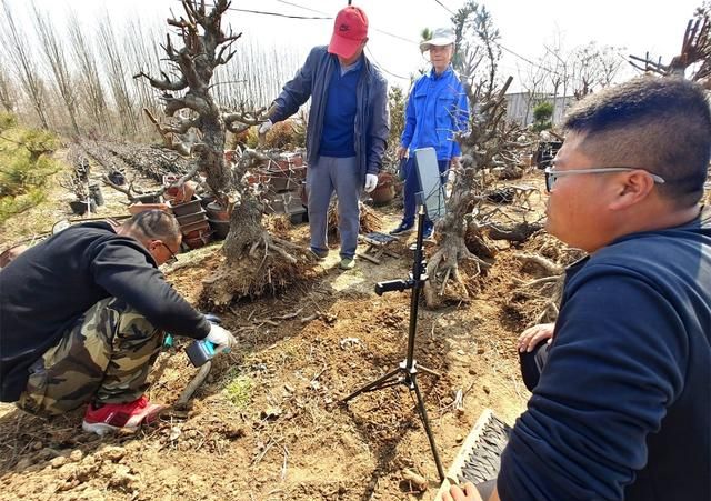 郯城一棵30多年的海棠“老树桩”上直播以万元高价成交